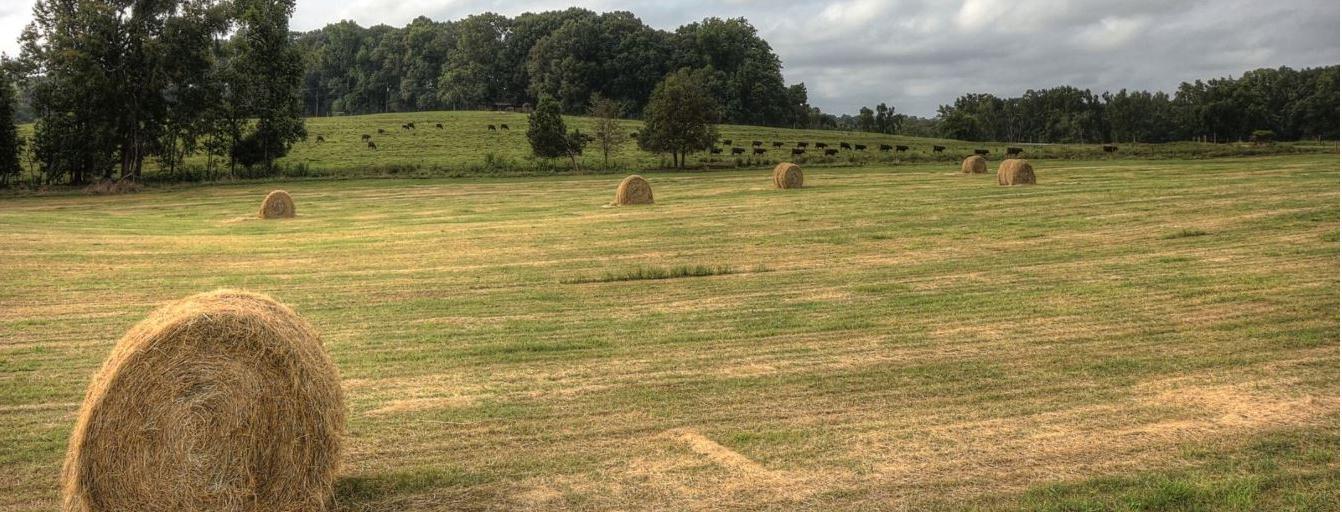 Hay field